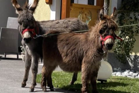 Miniatureseln "Bella" und Little Puschkin" Miniatureseln "Bella" und Little Puschkin"