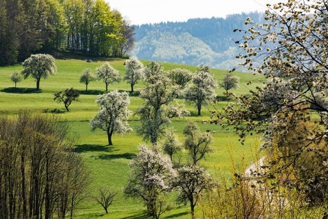 Fotopunkt Wachtberg Richtung St. Veit