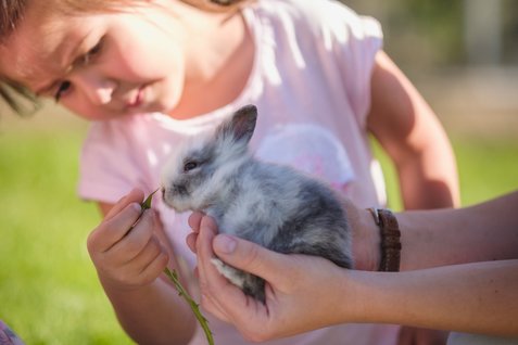 Hase wird gefüttert Hase wird gefüttert