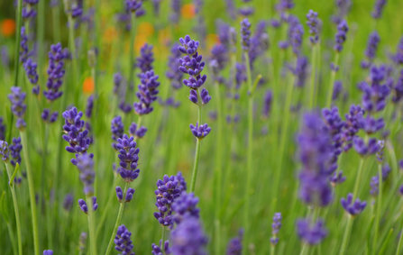 Lavendel im Kraftwerksgarten