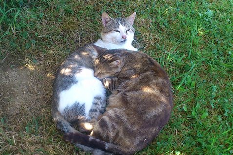 Glückliche Katzen in der Feldmühle