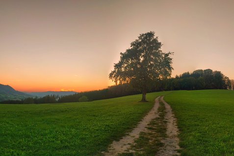Sonnenuntergang beim einsamen Baum